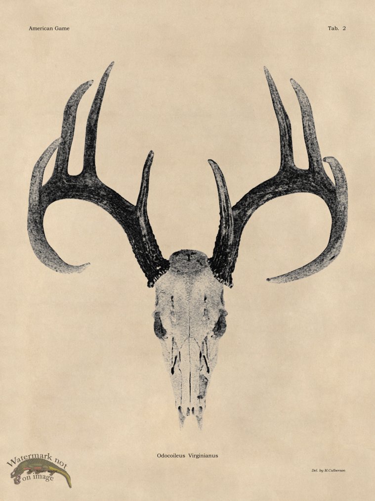 (image for) Tan Bones 02 White Tail