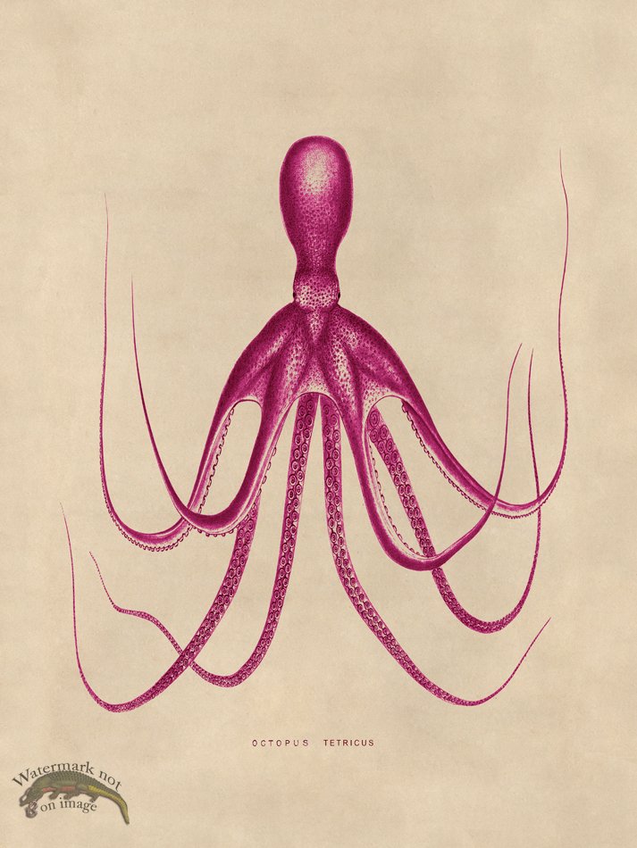 (image for) Octopus Pink 20