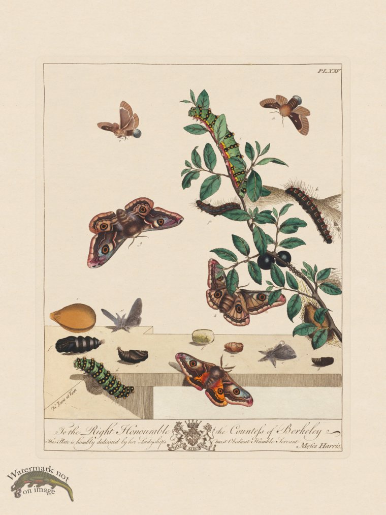 (image for) Moses Harris Insects 25