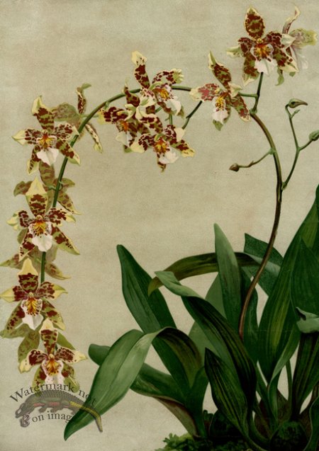 (image for) orchid 13