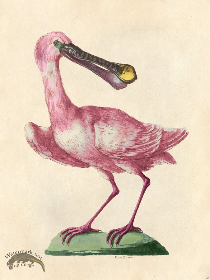 (image for) Roseate Spoonbill - Tribute Bd 65 M