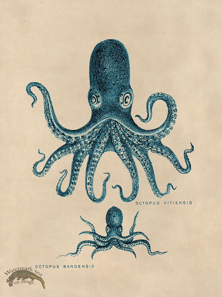 (image for) Octopus Teal 13