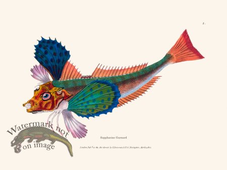 (image for) 002 Sappharine Gurnard