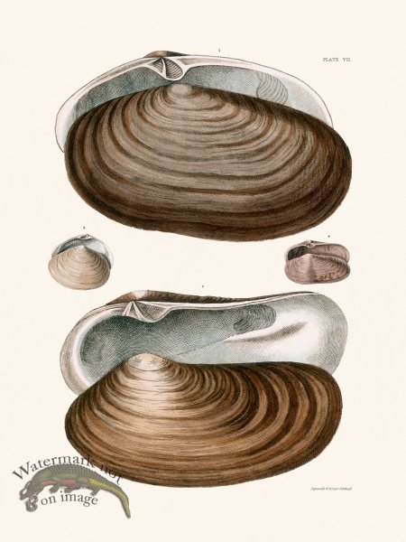 (image for) Cpt Brown Shell 07