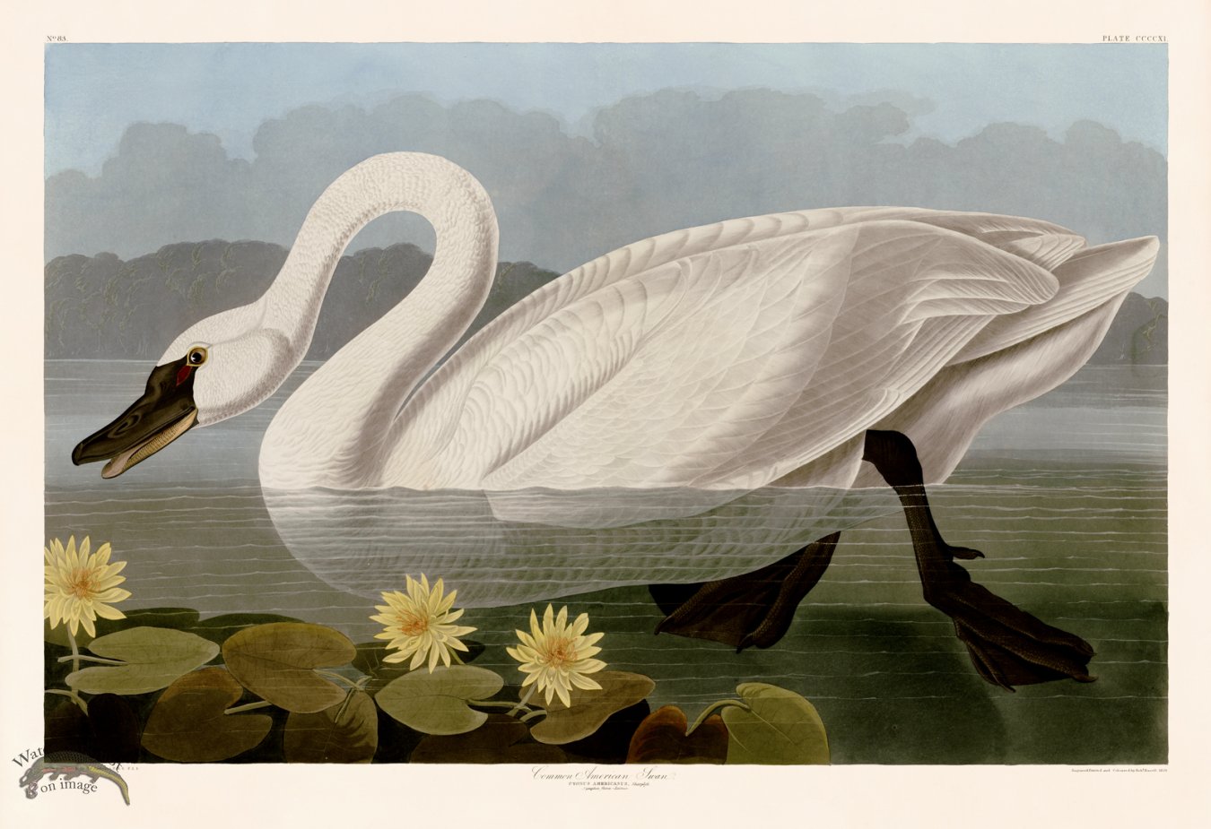 (image for) 411 Common American Swan