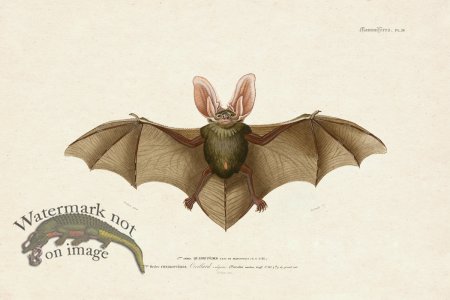 (image for) FNH 24 Brown Long Earred Bat