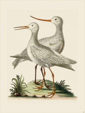 Edwards 139 White Godwit