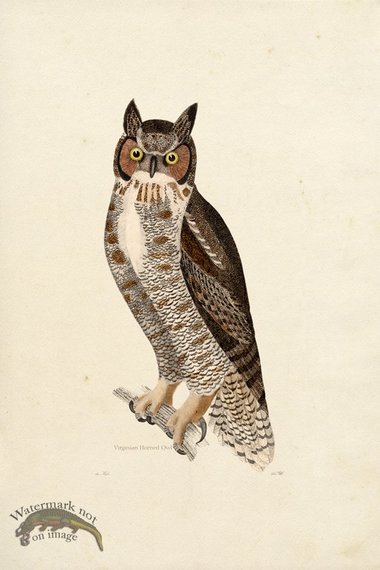 (image for) KO 06 Virginian Owl