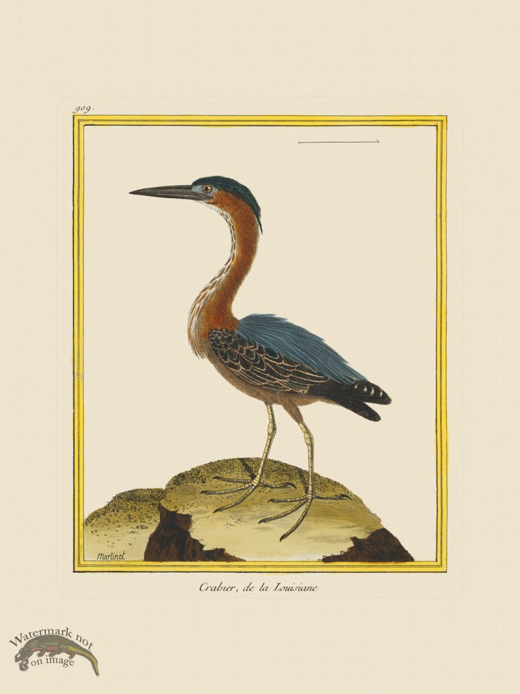 (image for) Martinet Bird 909