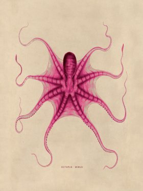 Octopus Pink 22