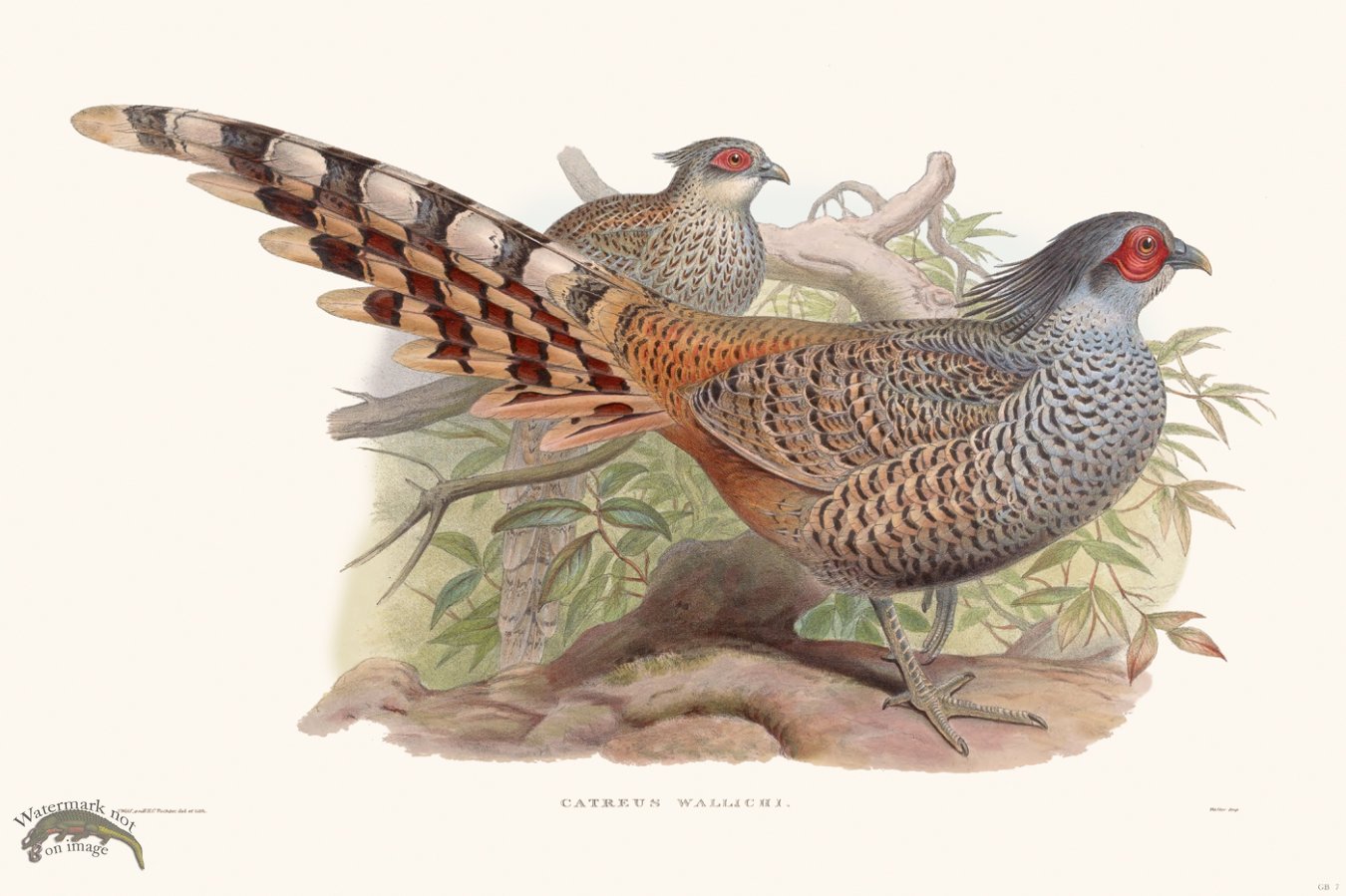 (image for) Gould Game Bird 007