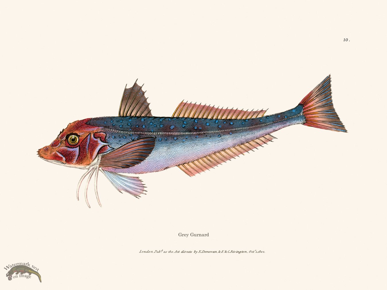 (image for) 010 Grey Gurnard