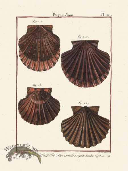 (image for) Diderot Shell 10