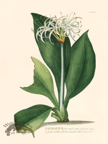 (image for) Trew Botanical 28