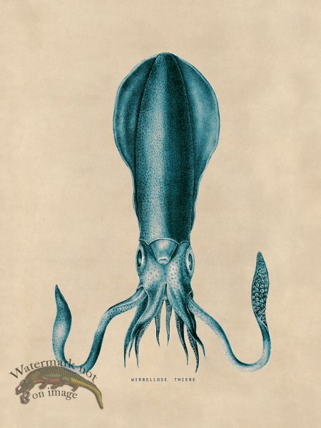 (image for) Octopus Teal 27