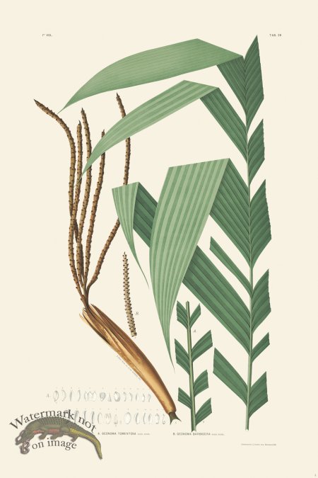 (image for) Rodrigues Palm Front 004