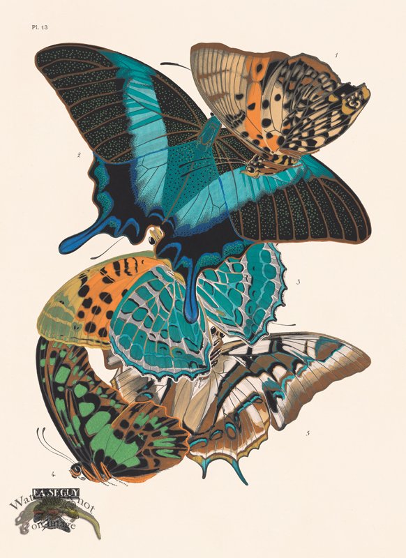 (image for) Seguy Butterfly 13