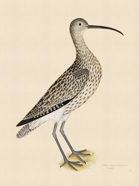 EURASIAN CURLEW . PL 35