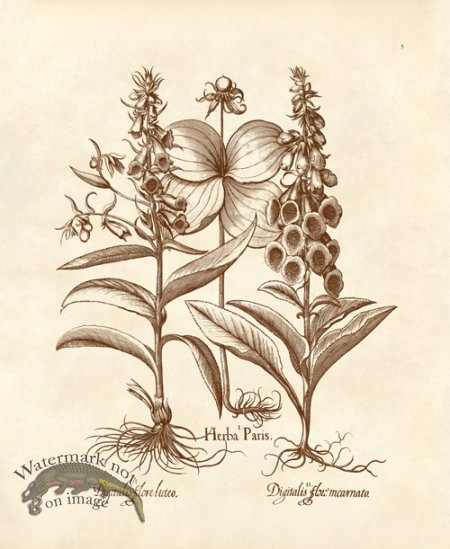 (image for) Besler 05 Digitalis