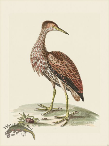 (image for) Edwards 136 Bittern