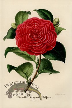 (image for) Camellias