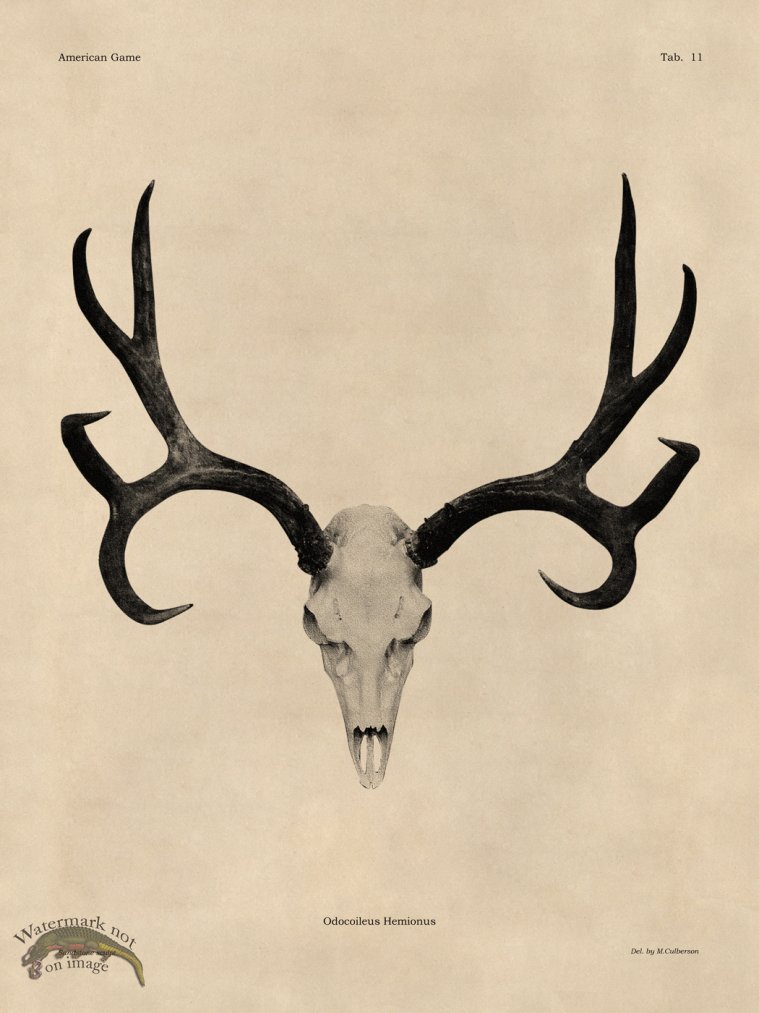 (image for) Tan Bones 11 Mule Deer