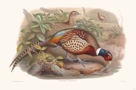 Gould Game Bird 011