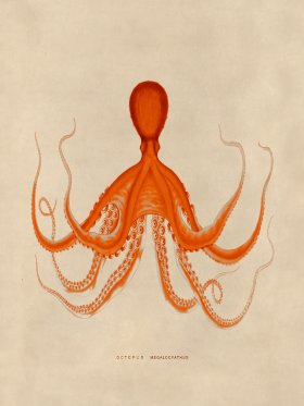 Octopus Orange 19