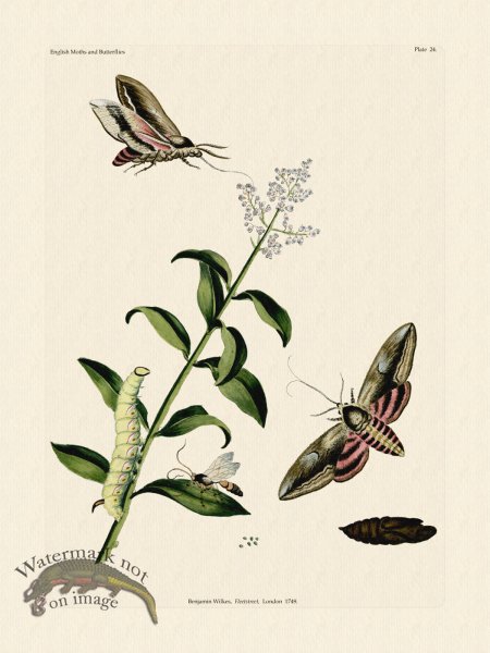 (image for) Wilkes Butterflies 024