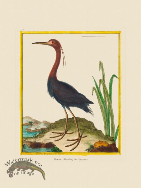 (image for) Martinet Bird 349