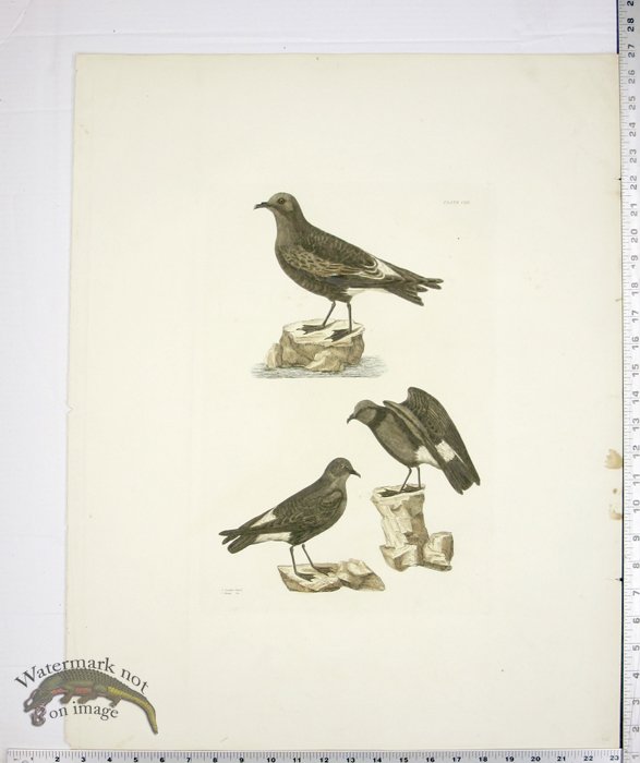 Seculas Petrel and Stonny