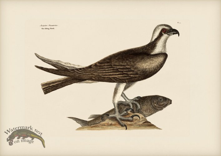 (image for) 002 Fishing Hawk