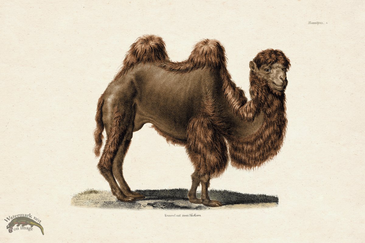 (image for) FNH 03 Camel