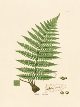 Hooker Fern 09