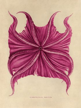 Octopus Pink 06