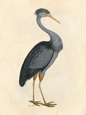 Blue Heron - Tribute Bd 21