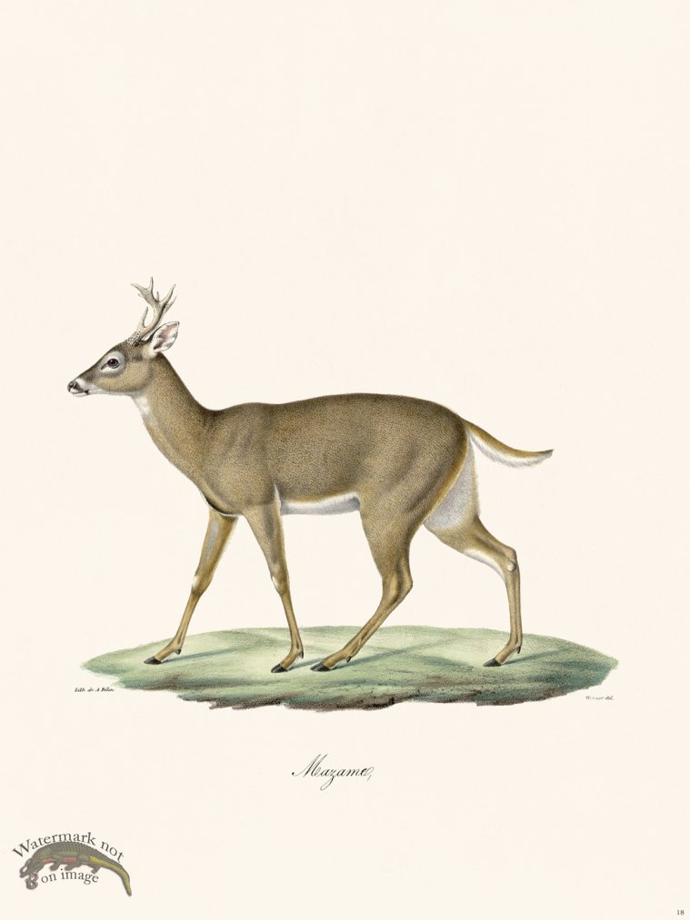 (image for) Cuvier 018 Brocket Deer