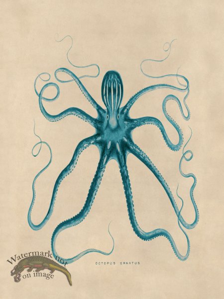 (image for) Octopus Teal 18