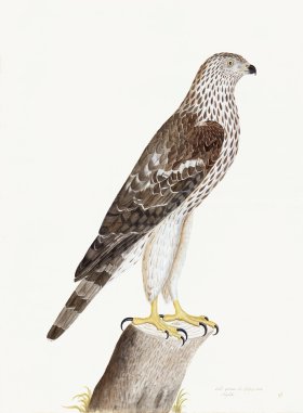 Rudbeck 009 HONEY BUZZARD 22x30