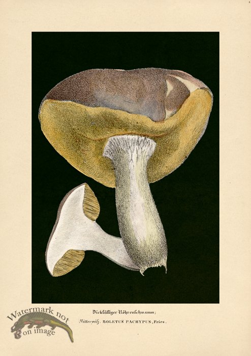 (image for) Beths Shrooms 08