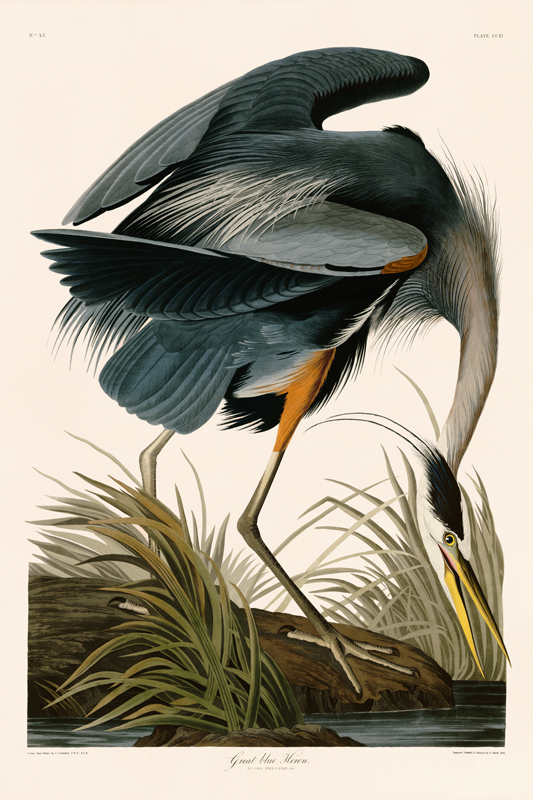 CFA Edition Audubon Birds : Nostalgia Fine Art , Antique Prints ...