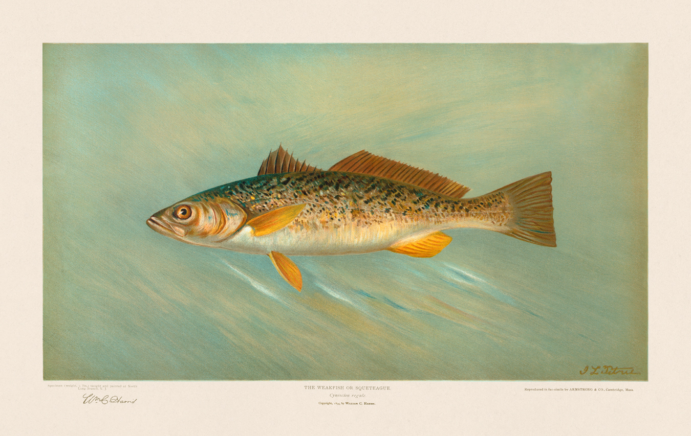 American Fish by Harris : Nostalgia Fine Art , Antique Prints