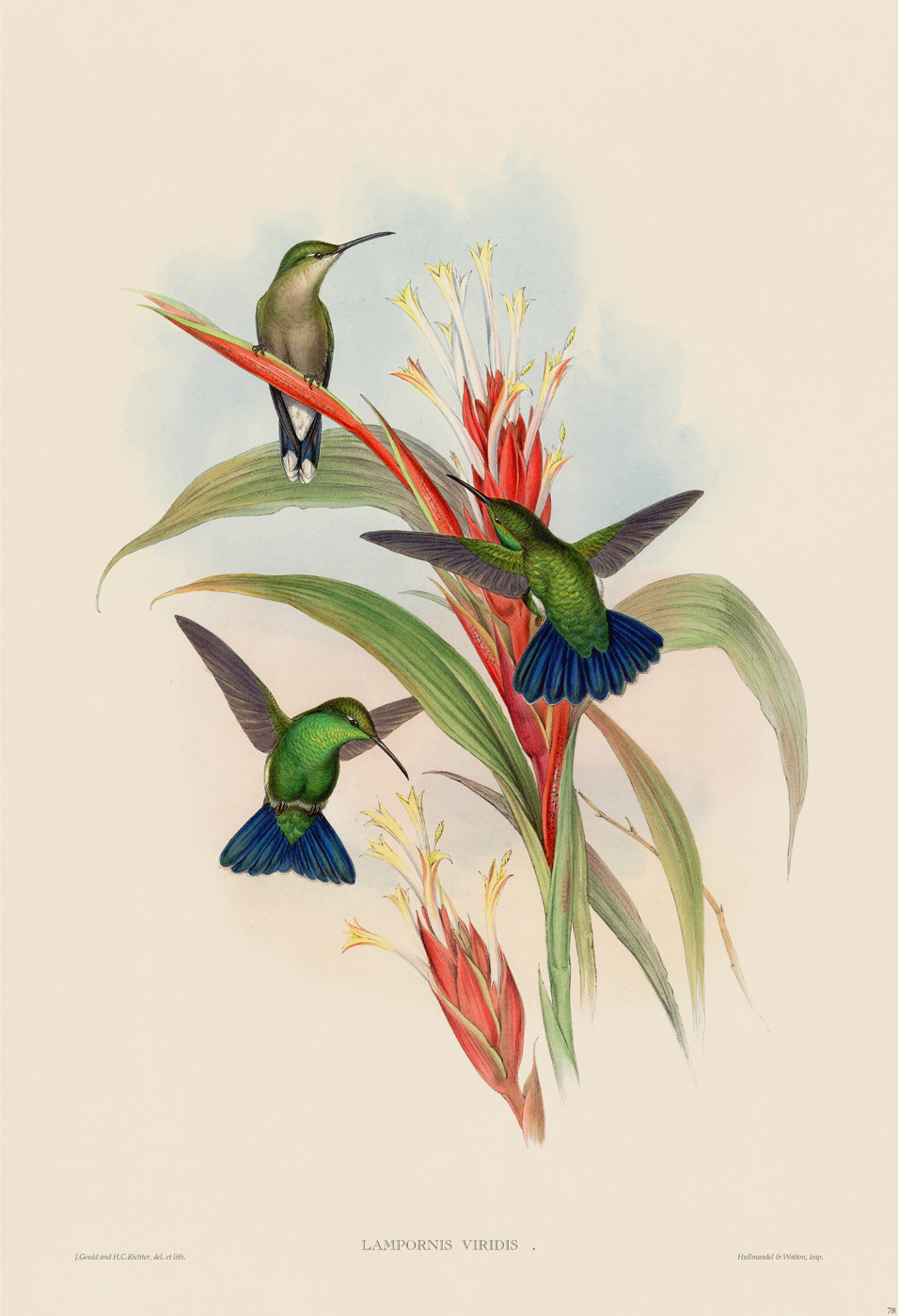 Gould Hummingbird 110 [Gould Hummingbird 110] - $45.00 : Nostalgia Fine ...