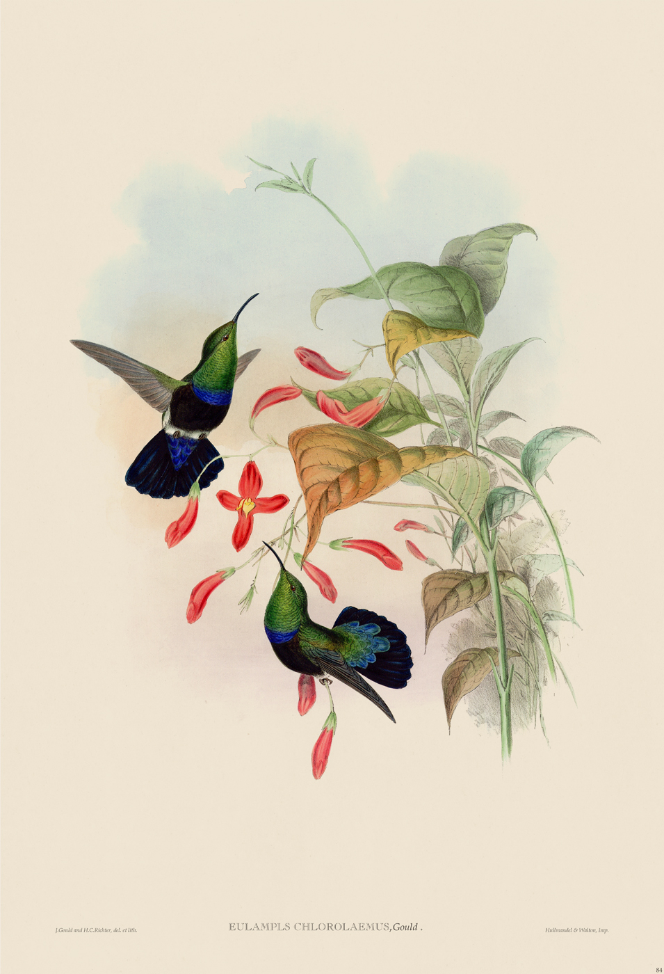 Gould Hummingbird 110 [Gould Hummingbird 110] - $45.00 : Nostalgia Fine ...