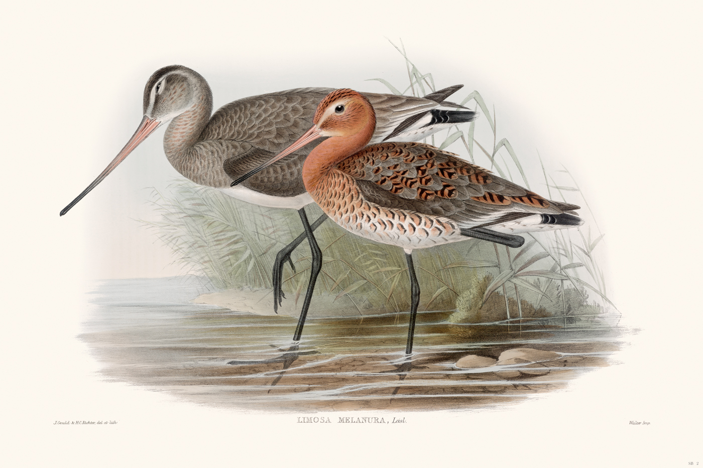 Shore Birds : Nostalgia Fine Art , Antique Prints - Giclee Prints ...