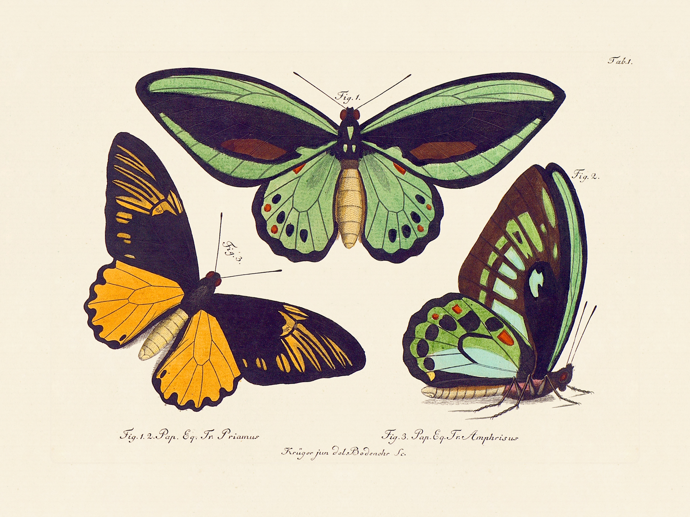 Jablonsky Butterflies : Nostalgia Fine Art , Antique Prints - Giclee Prints  - Framed Art