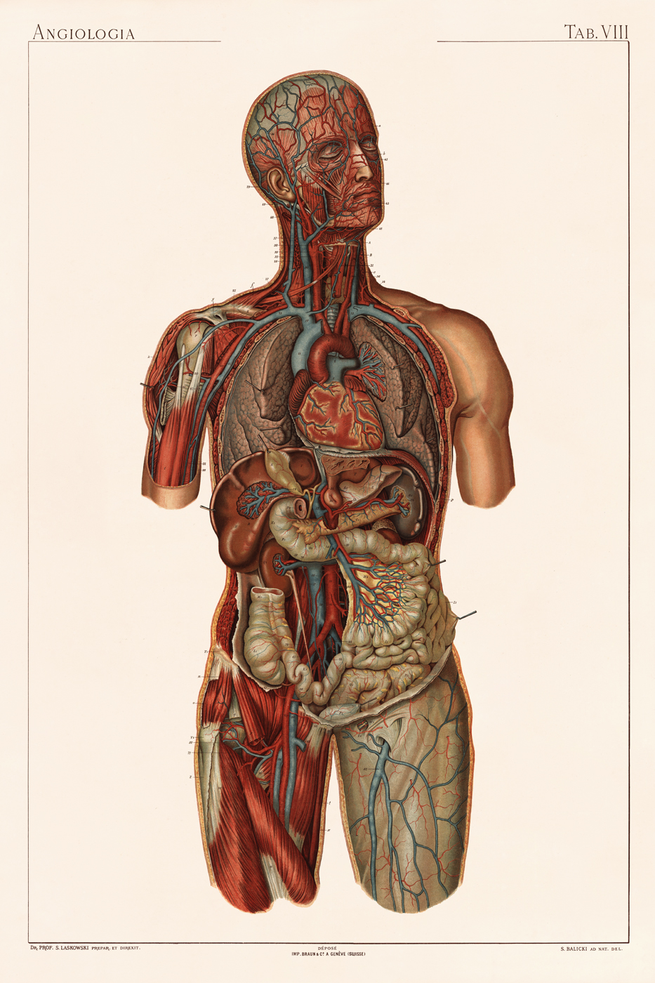 Laskowski Anatomy : Nostalgia Fine Art , Antique Prints - Giclee Prints ...