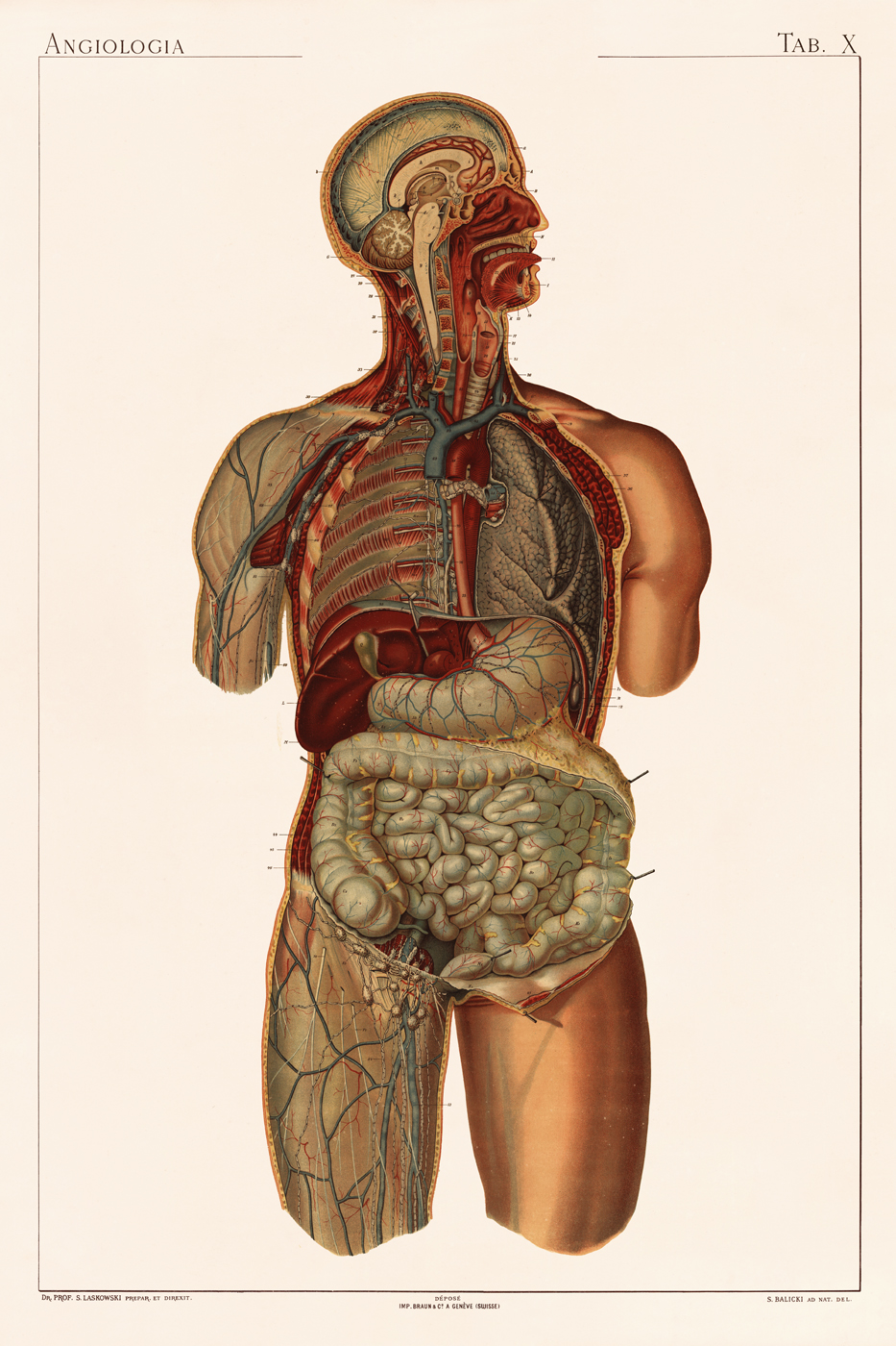 Laskowski Anatomy : Nostalgia Fine Art , Antique Prints - Giclee Prints ...