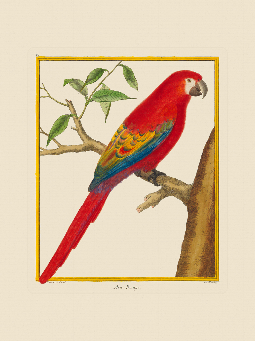 François Nicolas Martinet - Woodpecker Pictachete: An 18th