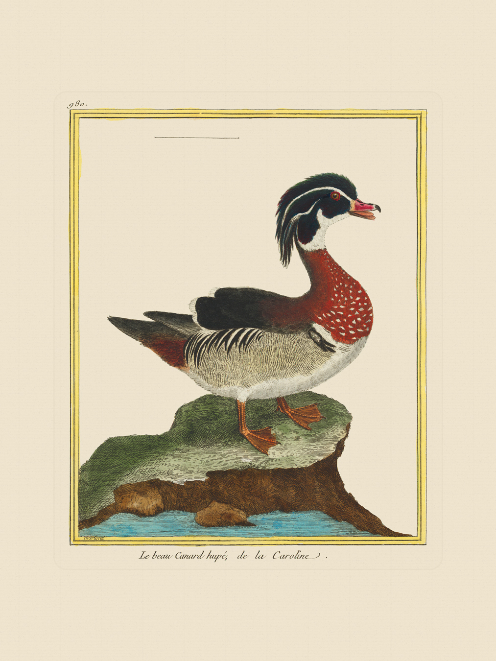 Martinet Ducks and Divers : Nostalgia Fine Art , Antique Prints - Giclee  Prints - Framed Art